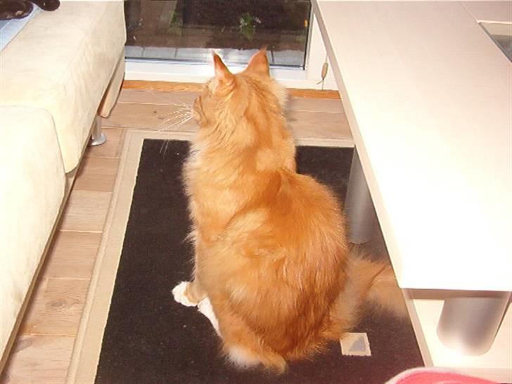 Maine Coon Simba billede 2