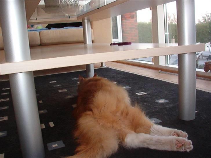 Maine Coon Simba billede 3