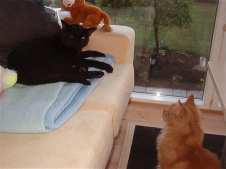 Maine Coon Simba billede 4