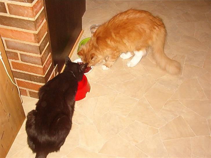 Maine Coon Simba billede 5