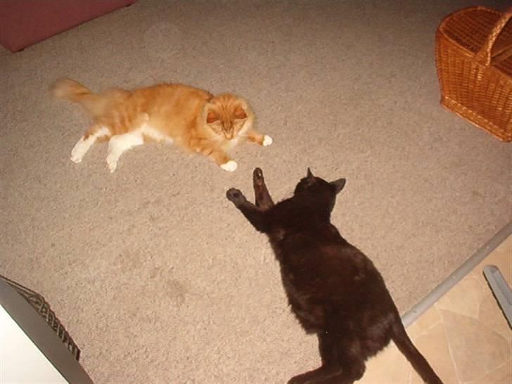 Maine Coon Simba billede 6