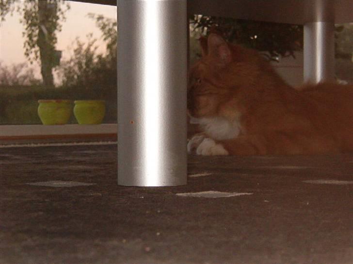 Maine Coon Simba billede 7