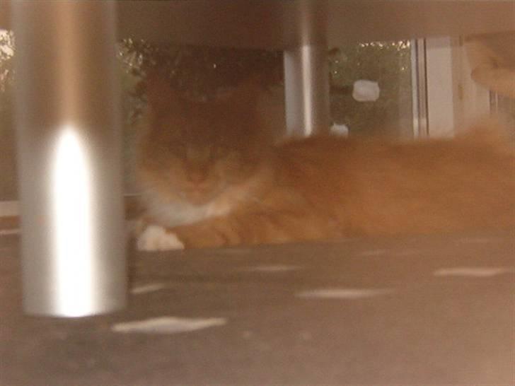 Maine Coon Simba billede 8