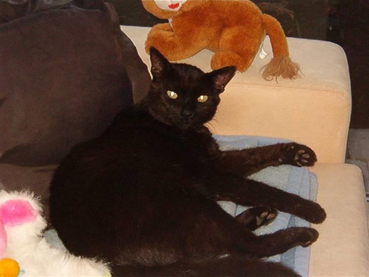 Huskat Kesser billede 5