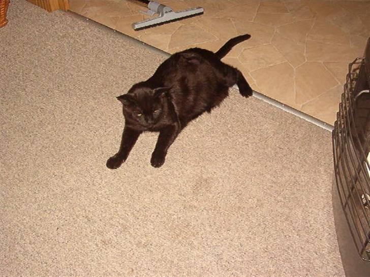 Huskat Kesser billede 6