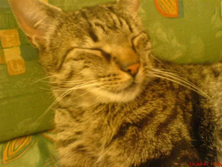 Huskat Oscar - Oscar sover hele tiden:) billede 1