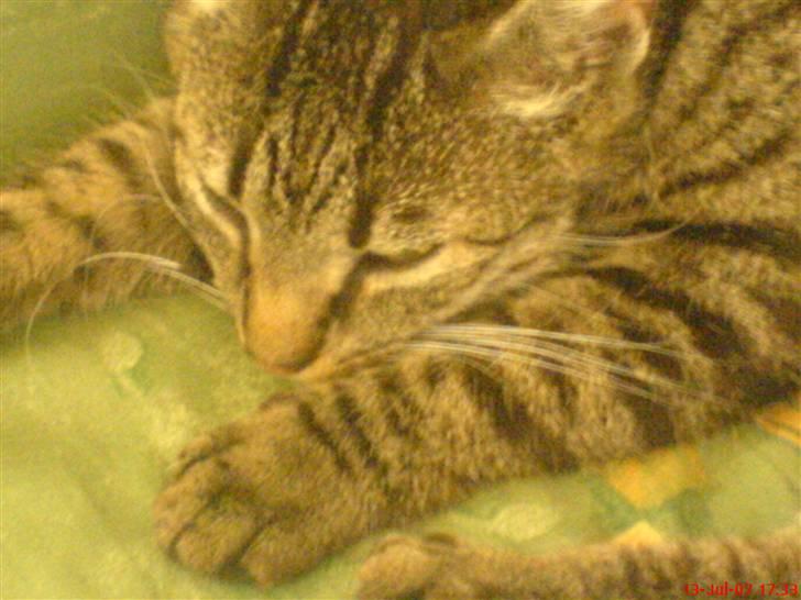 Huskat Oscar - Hehe... Snork snork. billede 2