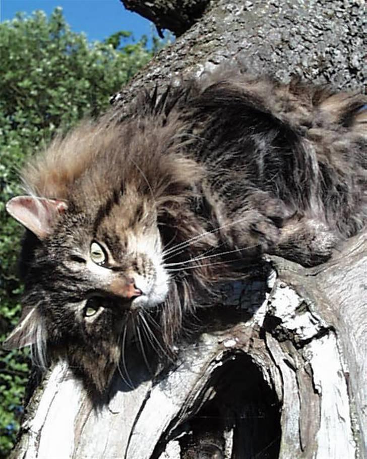 Norsk Skovkat Bastian - DK*Ec.DM Silverwood´s Big Brown Bastian billede 1