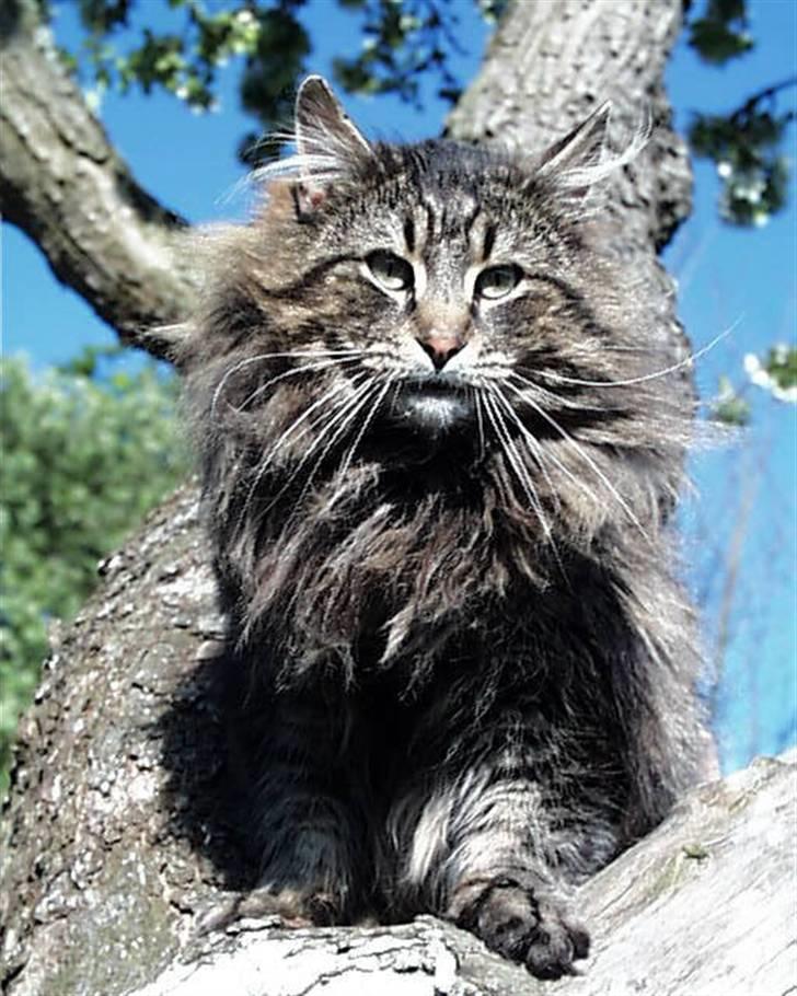 Norsk Skovkat Bastian - DK*Ec.DM Silverwood´s Big Brown Bastian billede 2