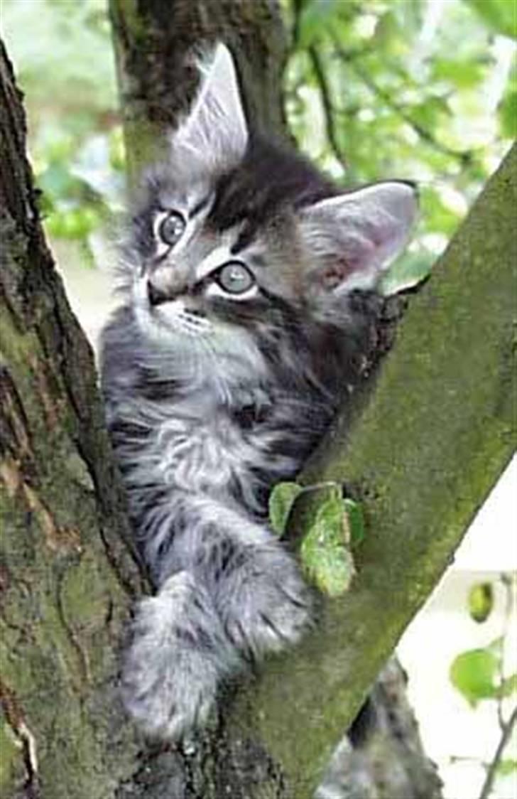 Norsk Skovkat Bastian - Bastian barn.... DK*Fabis galanthus billede 3