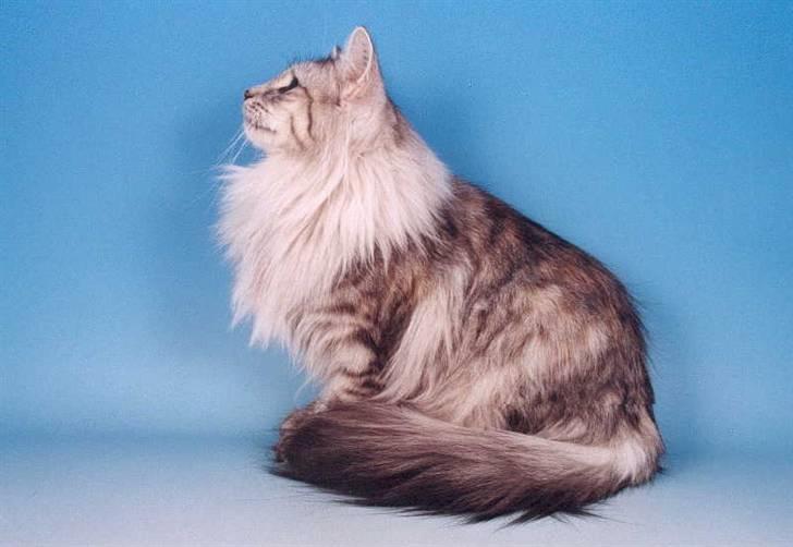 Norsk Skovkat Bastian - Bastian barn..... DK*Fabis Amiga billede 4