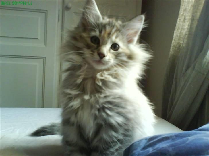 Norsk Skovkat Bastian - Bastian barn.... DK*Fabis Ebba billede 5