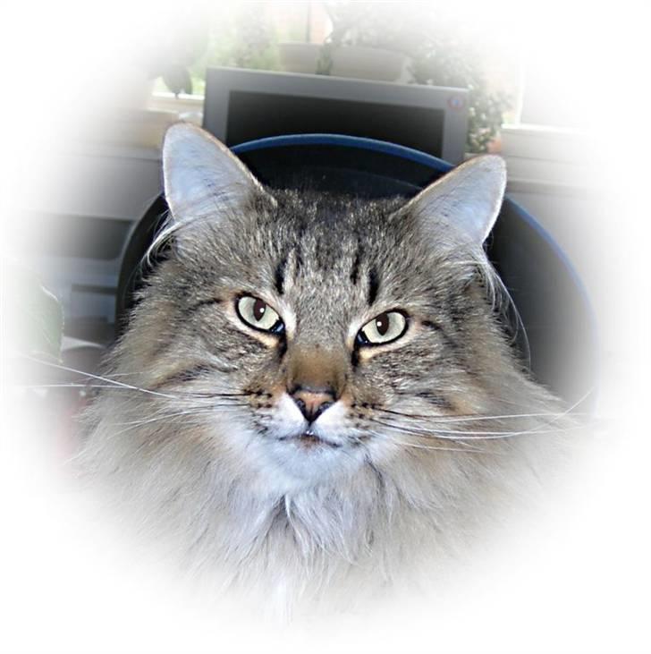 Norsk Skovkat Bastian - Bastian barn.... DK*Fabis galinho også kaldt Dino billede 6