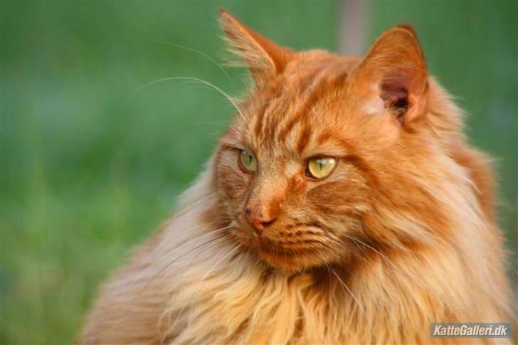Maine Coon Breidabliks Adonis - Adonis i haven d. 3 maj 2009  billede 1