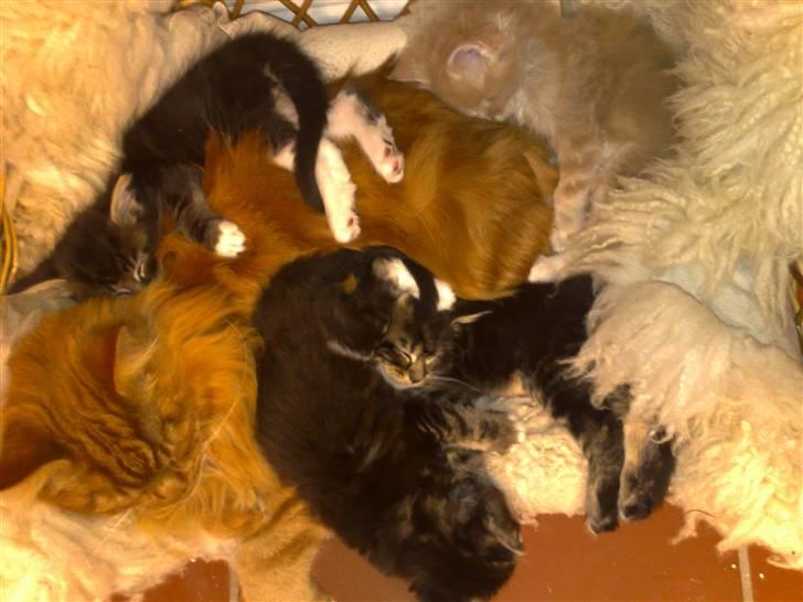 Maine Coon Breidabliks Adonis - Adonis og killingerne <33 Så søde!! billede 2