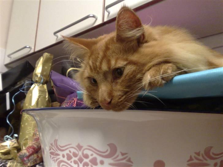 Maine Coon Breidabliks Adonis - Adonis i kalendergaverne <´3 billede 3