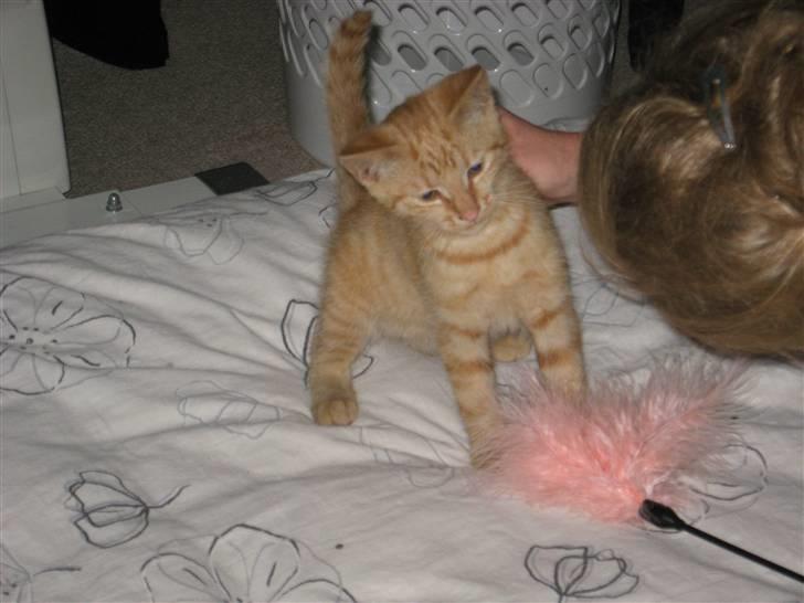 Huskat max - endelig fik jeg love til at lege med max og kæle ham lidt... billede 3