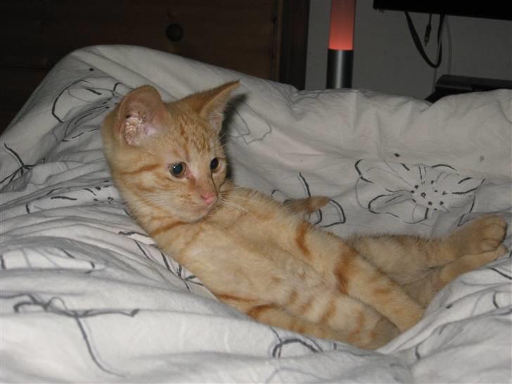 Huskat max - er jeg ikke bare dejlig.... billede 4