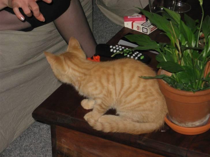 Huskat max billede 5