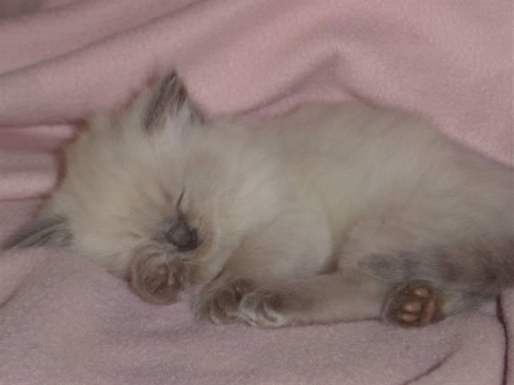 Ragdoll Idefix - lur på en lille lyserød sky billede 7