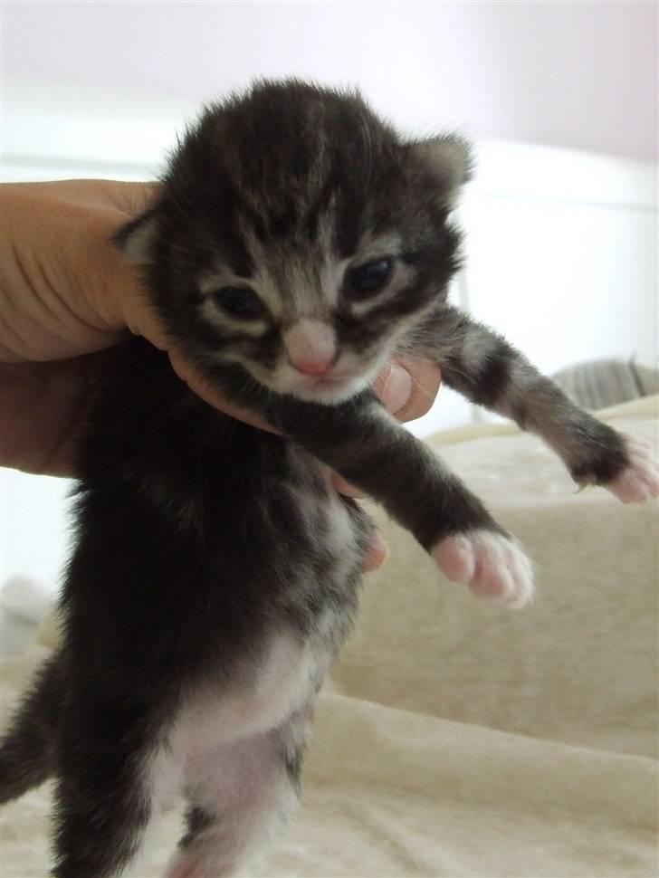 Norsk Skovkat Grethe Sønck *LEDIG* - 1 uge billede 2