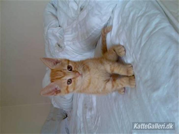 Huskat Musen billede 1