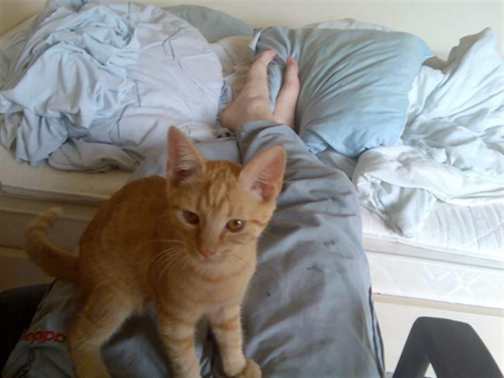 Huskat Musen billede 2