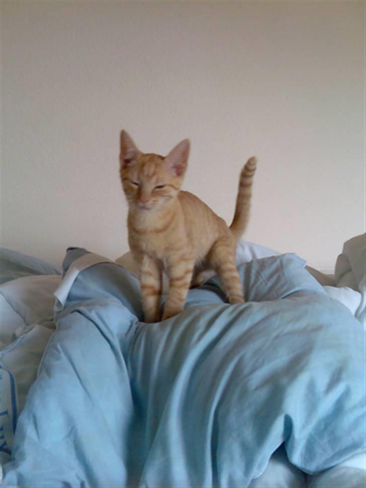 Huskat Musen billede 3