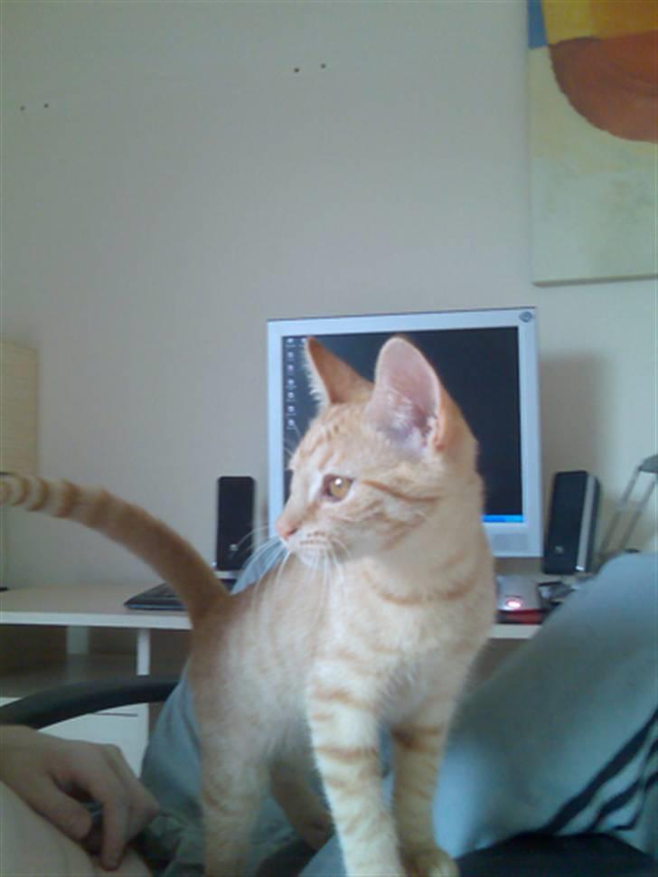 Huskat Musen billede 4