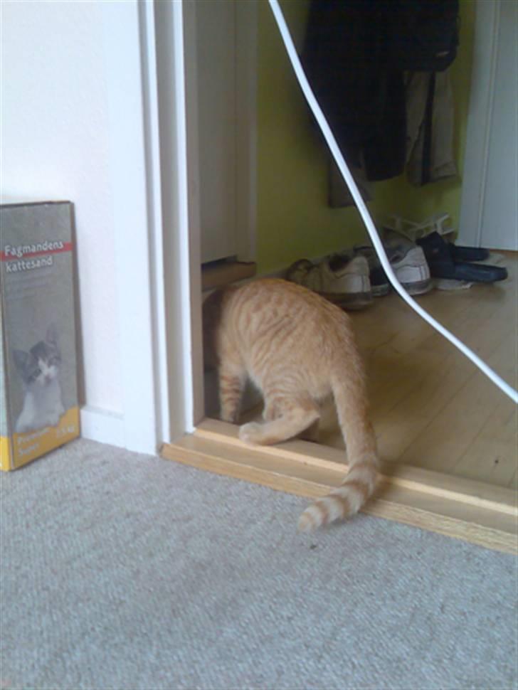 Huskat Musen billede 5