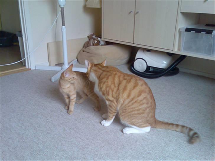 Huskat Musen billede 6