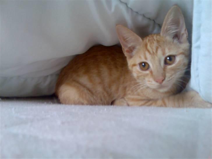 Huskat Musen billede 7