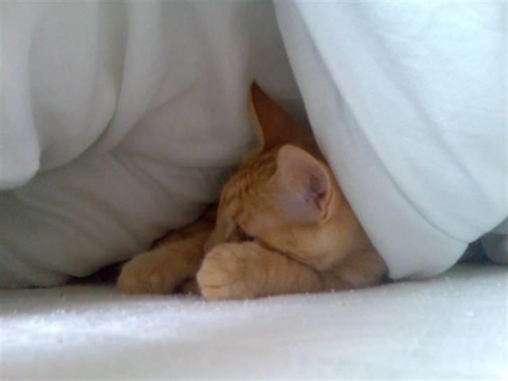 Huskat Musen billede 8