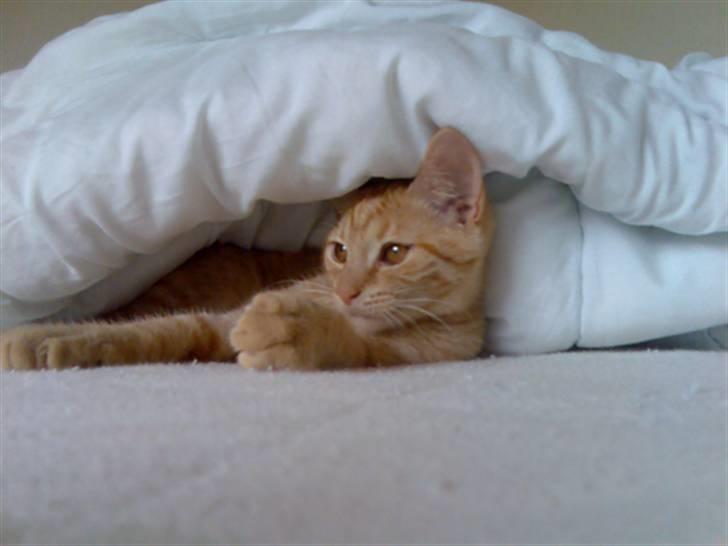 Huskat Musen billede 9