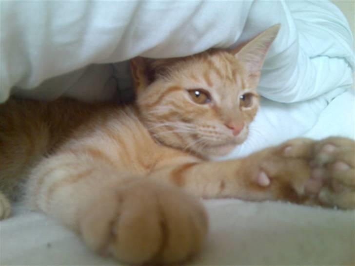 Huskat Musen billede 10