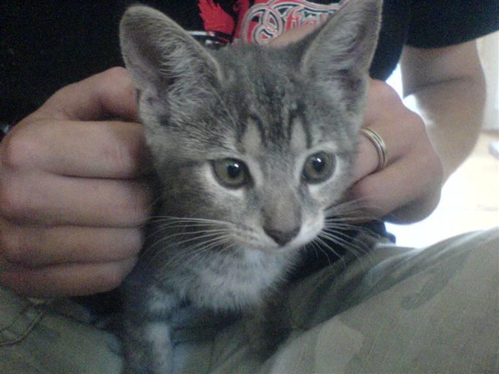 Huskat Cirkeline *Givet væk* . - Uh , det er dejligt når far nusser mig i nakken ! billede 1