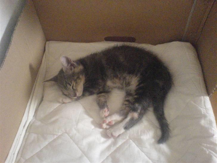 Huskat Cirkeline *Givet væk* . - Føste gang jeg sover hos mor og far :) billede 2