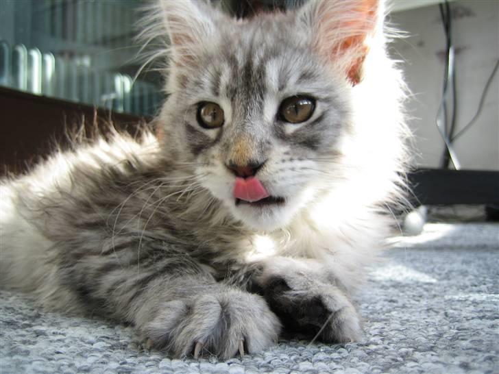 Maine Coon Eliot billede 1
