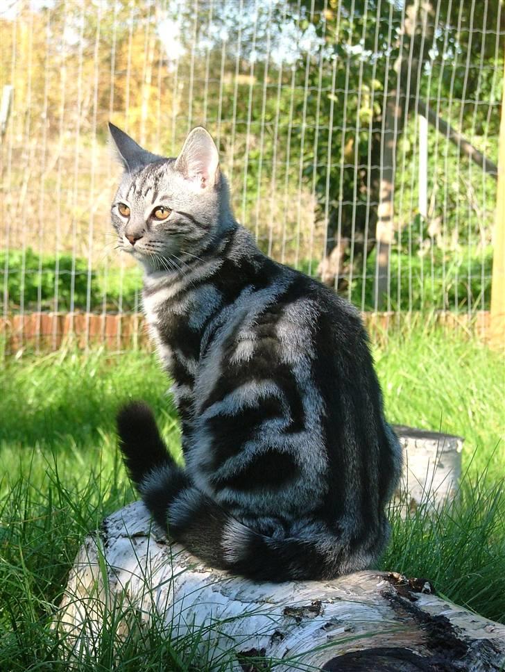 Huskat Angel Of Fire - 6. okt 07 billede 1