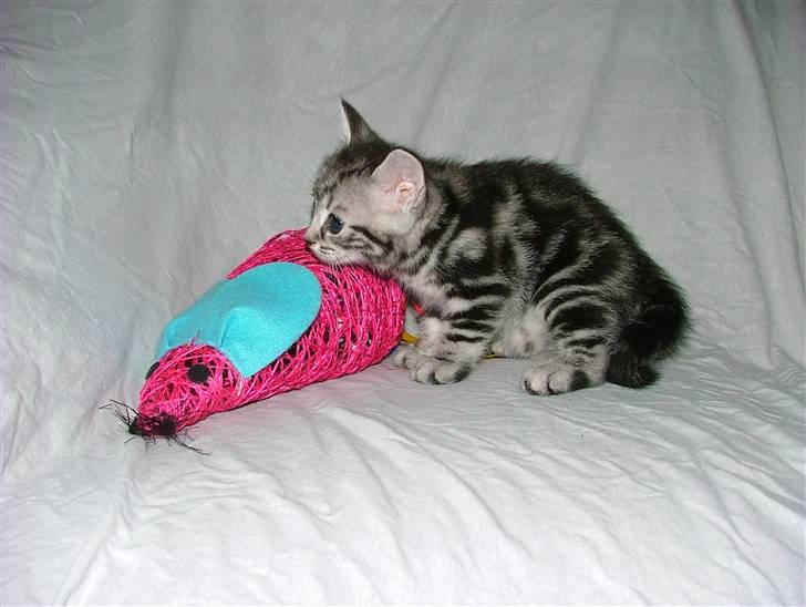 Huskat Angel Of Fire billede 2