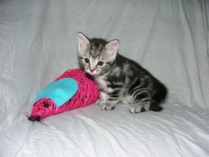 Huskat Angel Of Fire billede 3