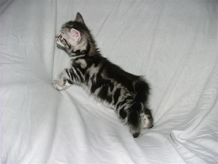 Huskat Angel Of Fire billede 4