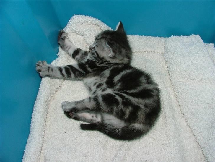 Huskat Angel Of Fire billede 5