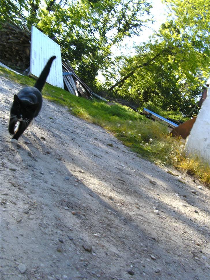 Huskat Sorte DØD - er jeg bare ikke den floteste og dygtiste killing. Fotograf Heidi billede 2