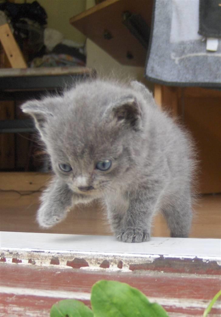 Blanding af racer fie billede 1