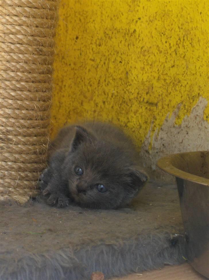 Blanding af racer fie billede 2