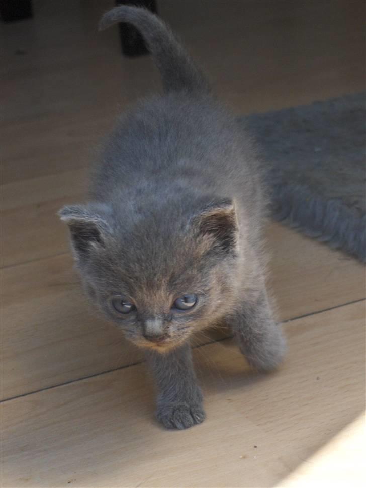 Blanding af racer fie billede 3