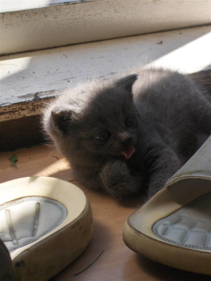 Blanding af racer fie billede 4