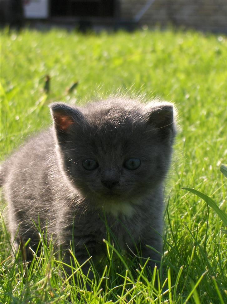 Blanding af racer fie billede 5