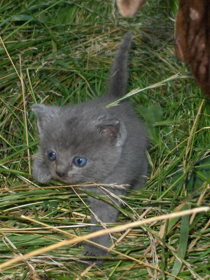 Blanding af racer fie billede 6